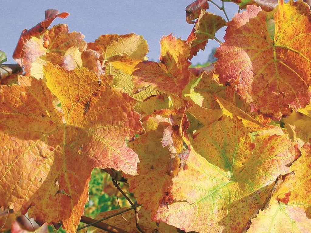 Апартаменти Weingut Alfred Huber Дурбах Екстер'єр фото